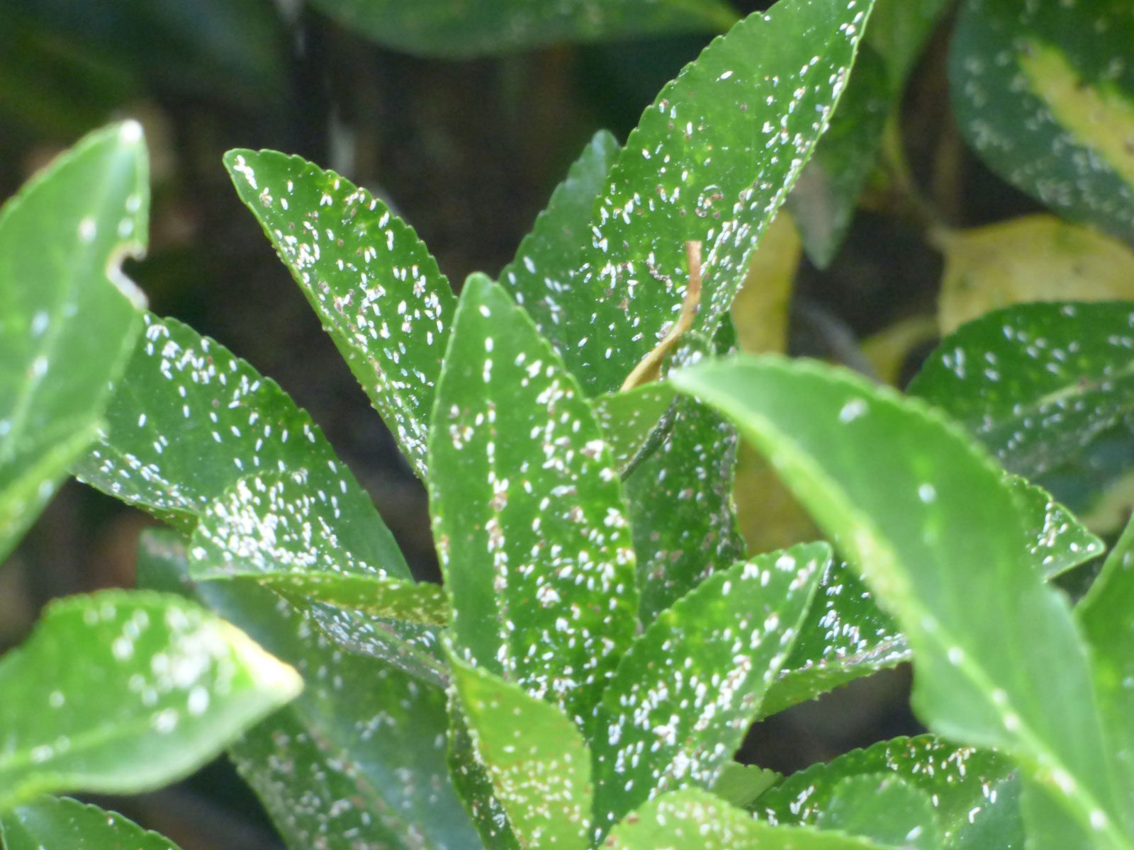 Scale On Euonymus Shrubs: How To Get Rid Of Euonymus Scale Insects