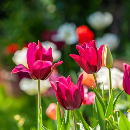 Pink tulips in a garden