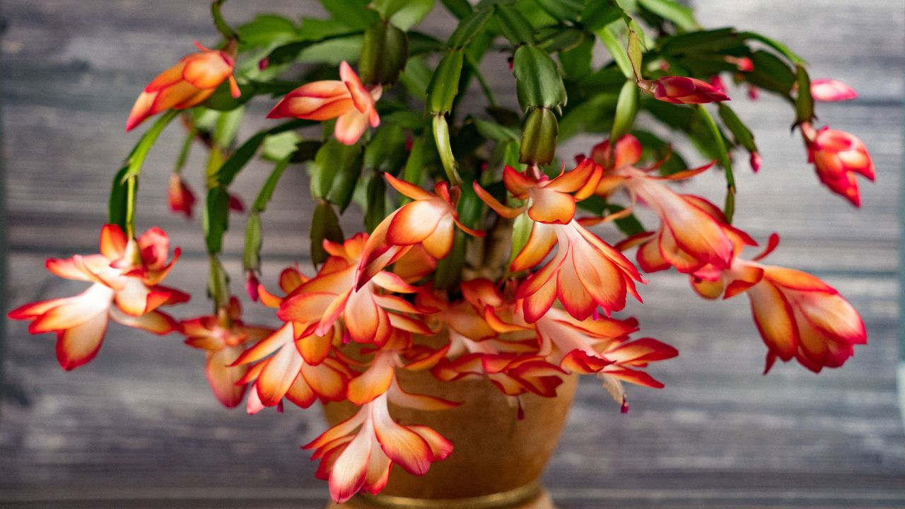 A bright and colorful Christmas cactus with red/orange petals 