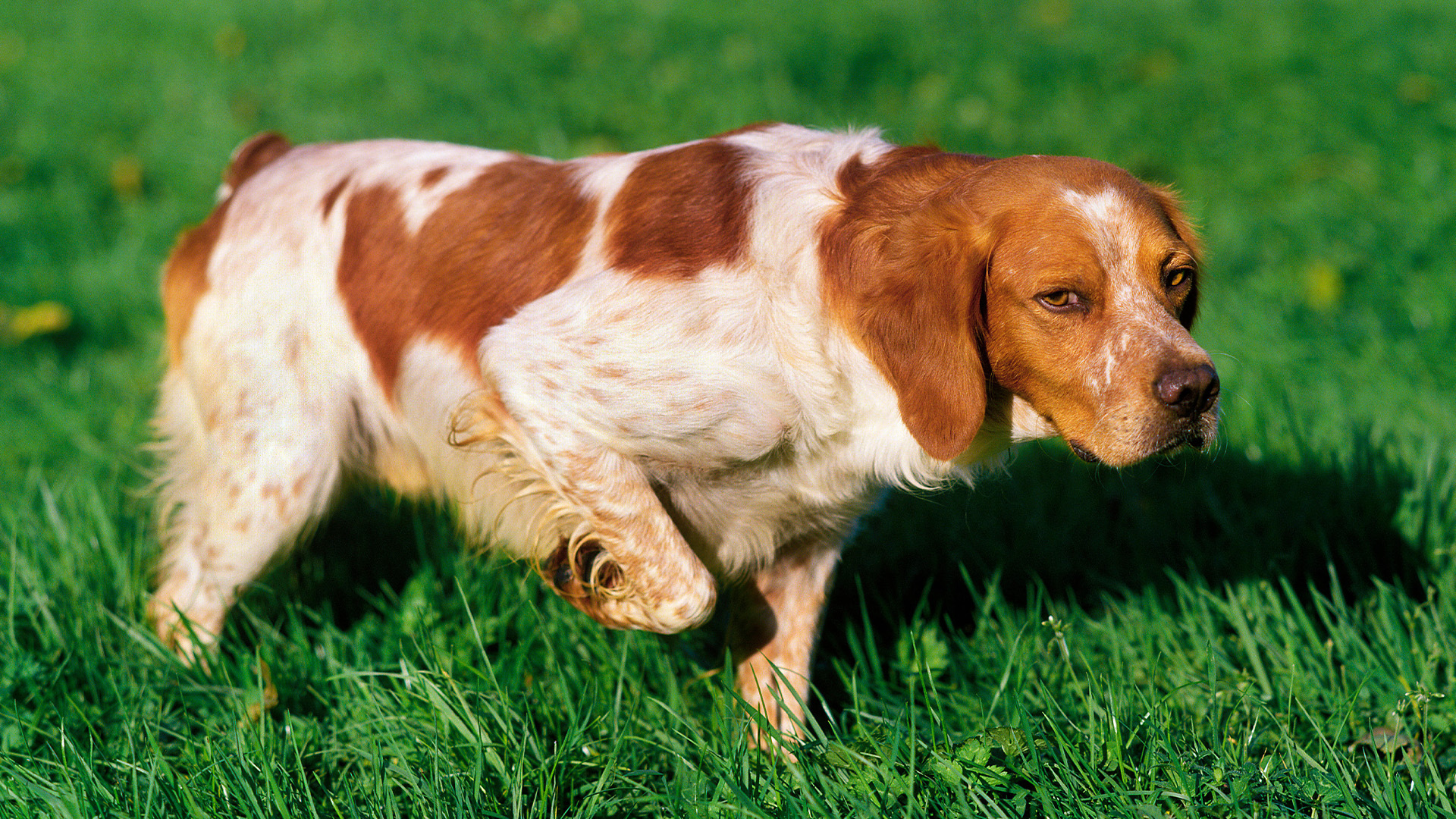 Brittany Spaniel pointing