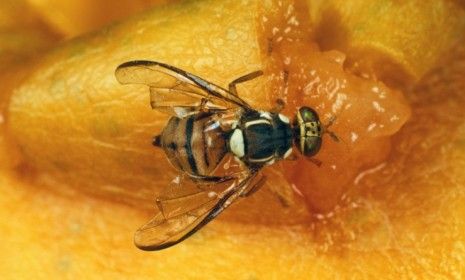 A fruit fly hovering near your rotting papaya may be looking to drown his sorrows in its alcoholic content.