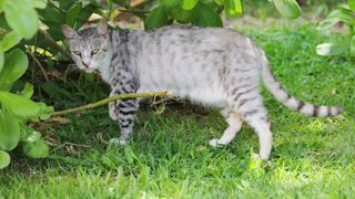 Feral cats such as this one, photographed on the island of Oahu, Hawaii in Hanauma Bay, introduced a parasite into local ecosystems. 