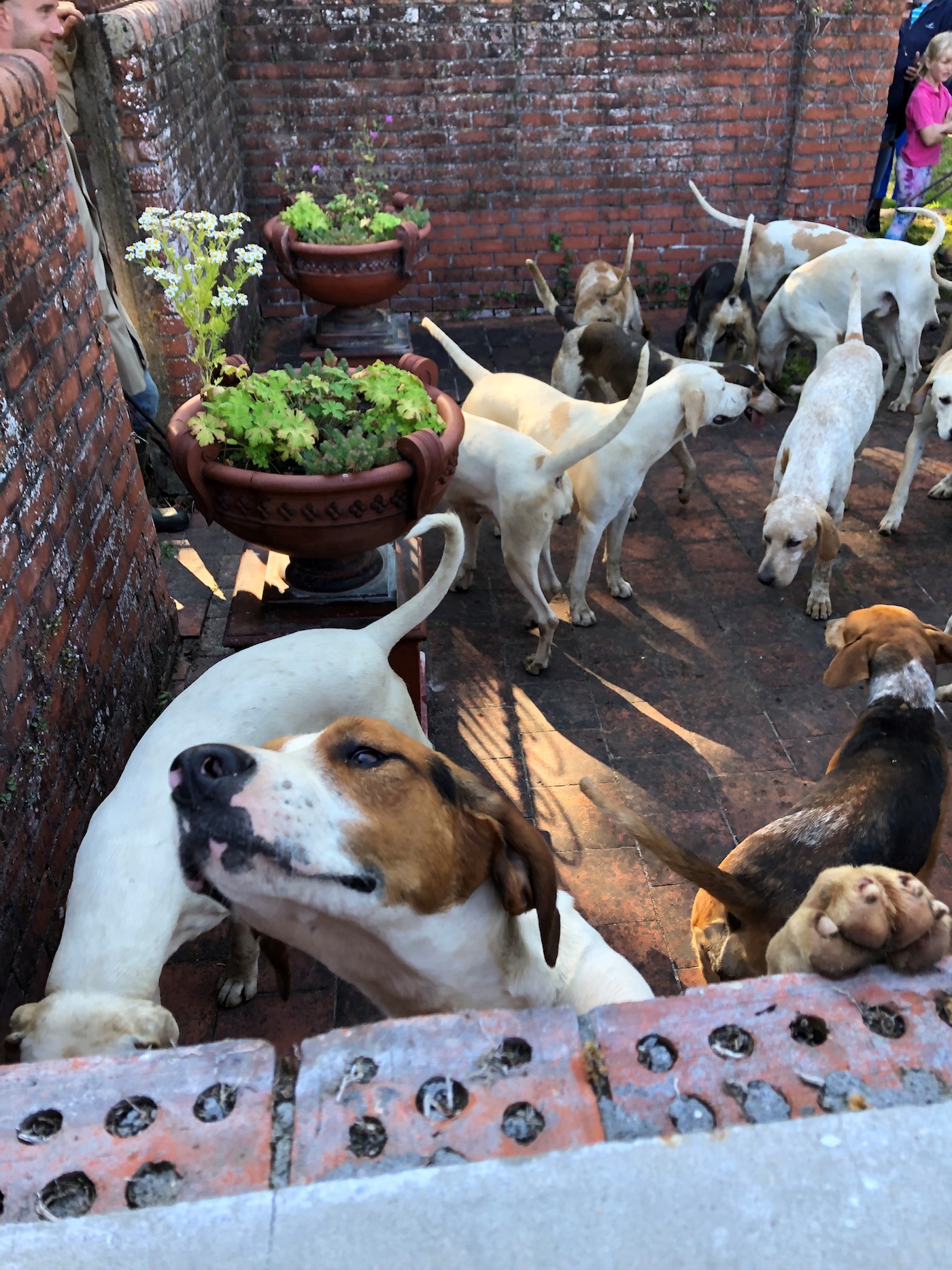 Hounds in old kennels 2