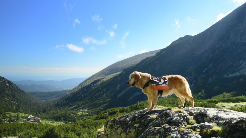 dog backpack