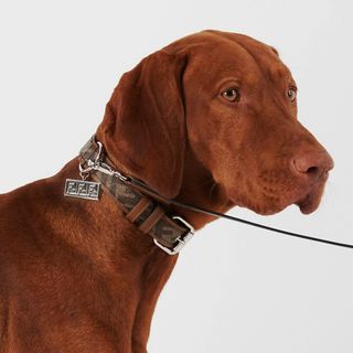 Dog in double-F monogram Fendi collar