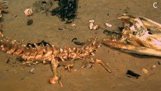 This underwater photo shows brown sea worms colonizing a dead alligator's bones in the Gulf of Mexico.