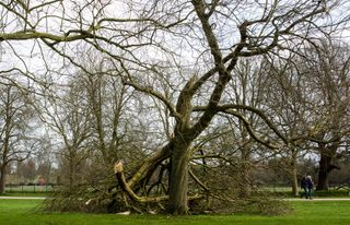 Large sections of some of the iconic trees lining the Long Walk in front of Windsor Castle have been brought down by Storm Eunice on 18th February