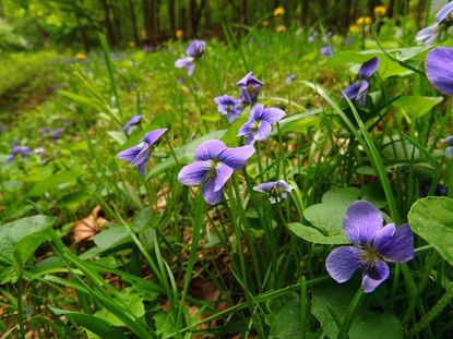 Wild Violet Plants In The Forest