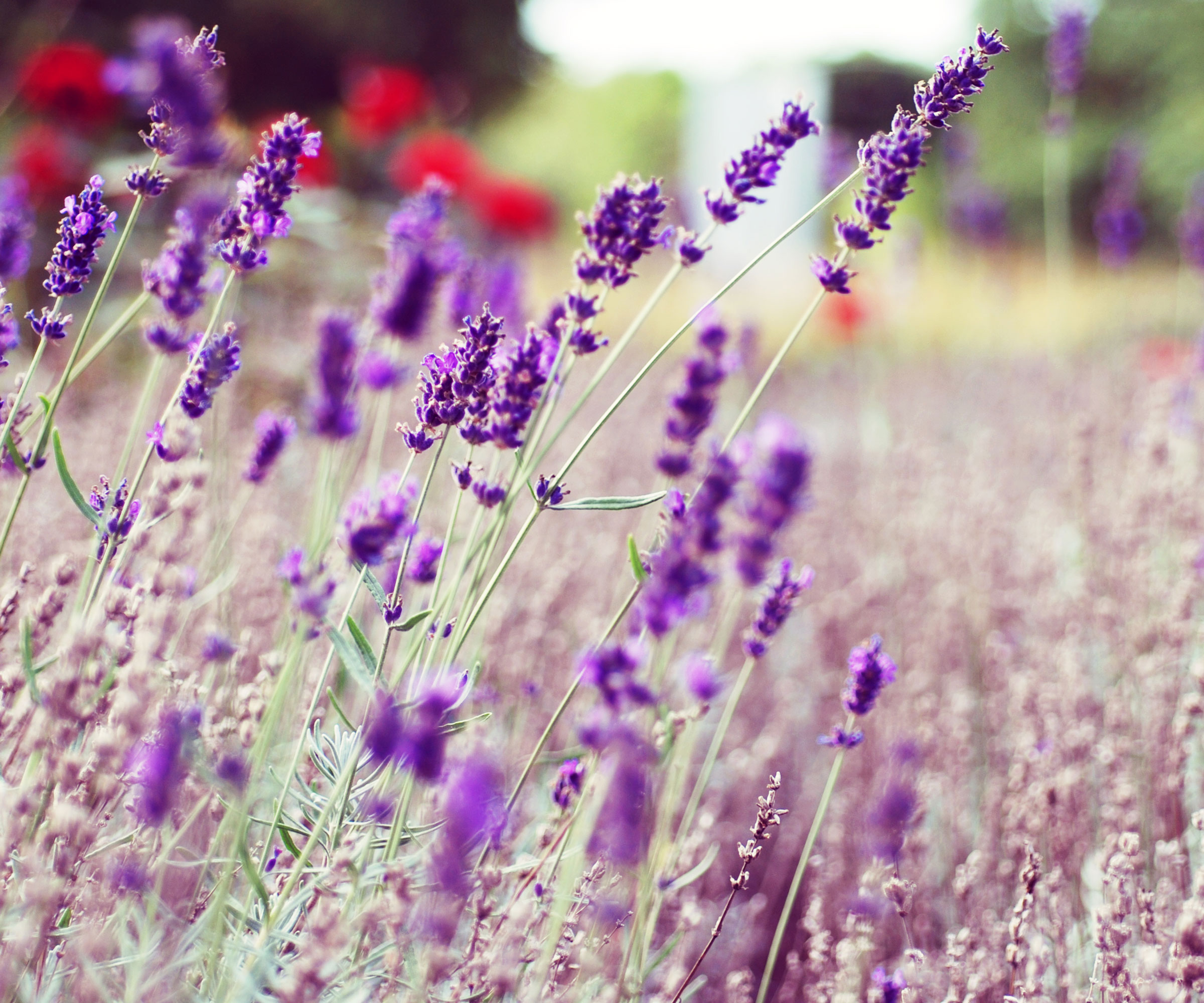 lavender flowers in meadow planting