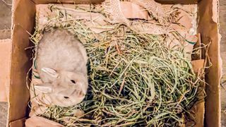 Rabbit litter box