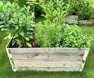 raised beds made from reclaimed wood and filled with plants