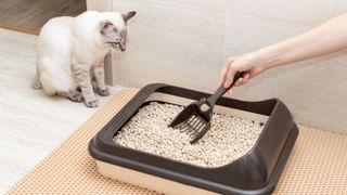 female hand cleaning cat litter box with shovel
