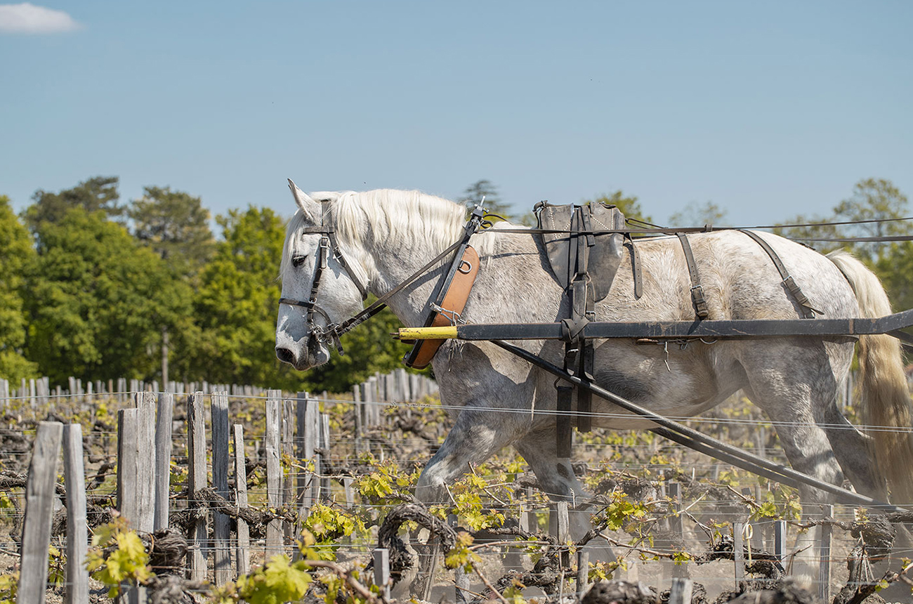 best biodynamic wines