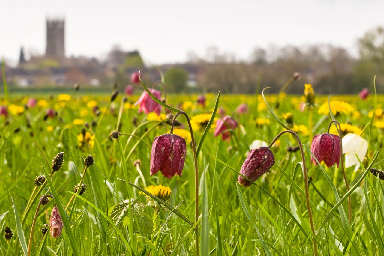 St Sampson&#039;s Church is the backdrop to the meadow in Cricklade.