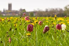 St Sampson's Church is the backdrop to the meadow in Cricklade.