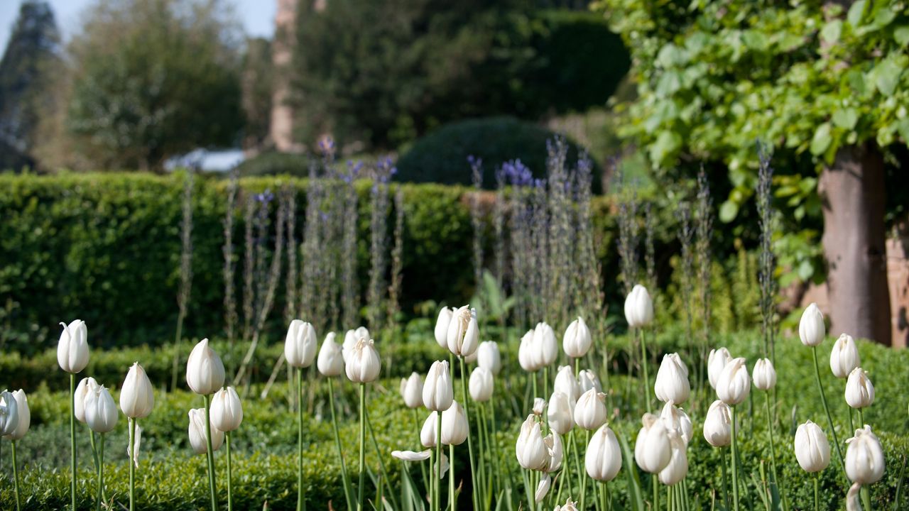 White tulip flowers growing in Kenilworth Castle garden