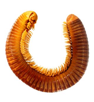 The new species of millipede is about 0.6 inches (1.5 centimeters) in diameter with 56 more or less podous rings, or body segments bearing ambulatory limbs, each with two pairs of legs.