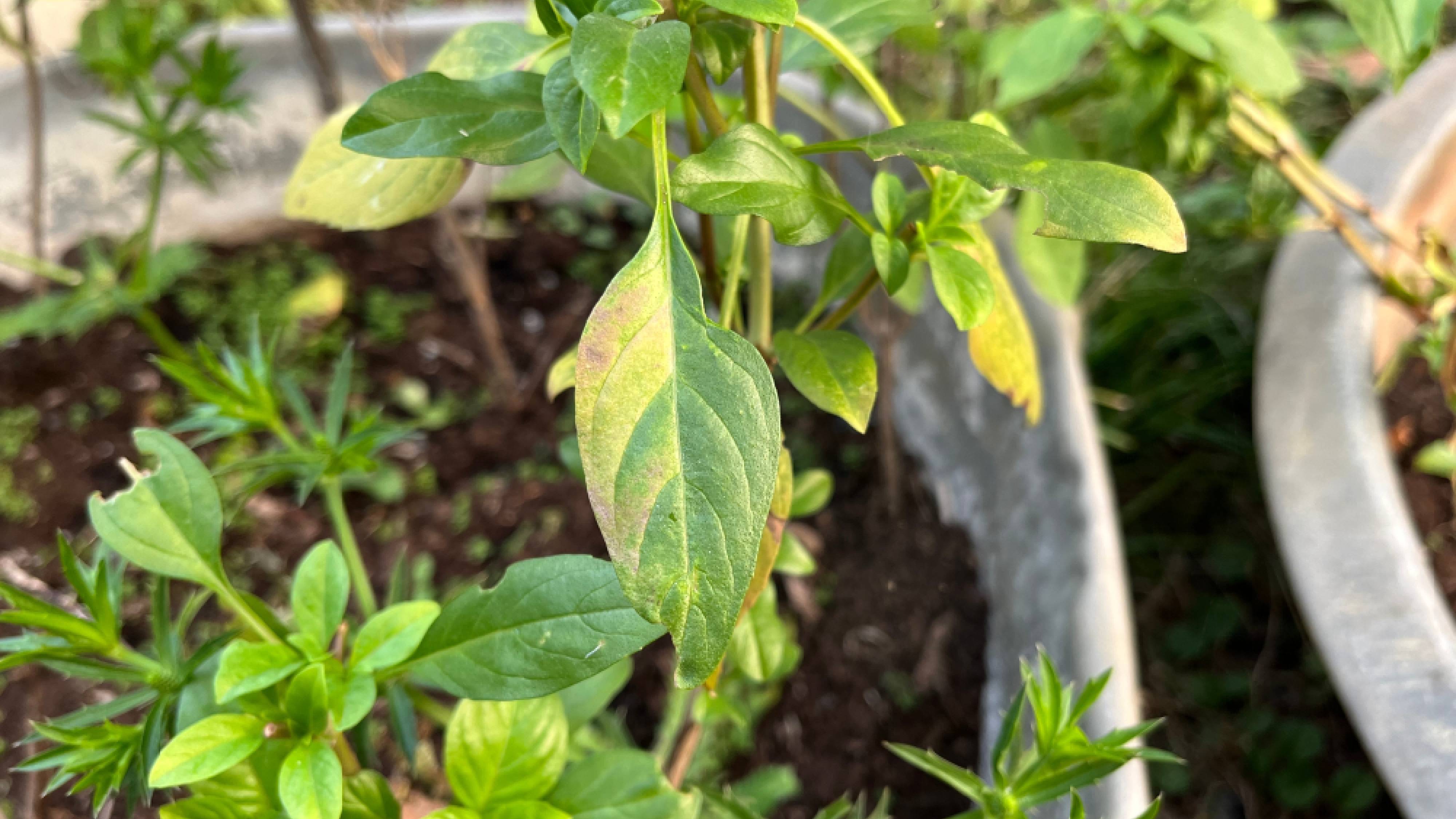 Basil plant leaves turning yellow