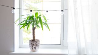 picture of a yucca plant on the windowsill