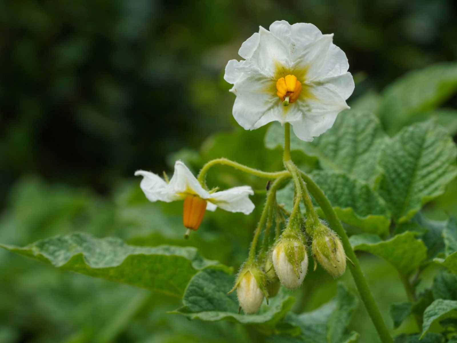 Do Potato Plants Bloom - Why Potato Plants Flower And Fruit | Gardening  Know How