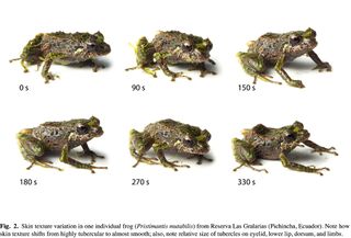 A series of photos illustrating how one frog changes its skin texture from spiny and bumpy to smooth.