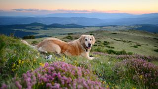 Golden retriever