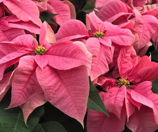 pink poinsettias growing in winter