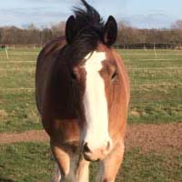 Hovis's avatar