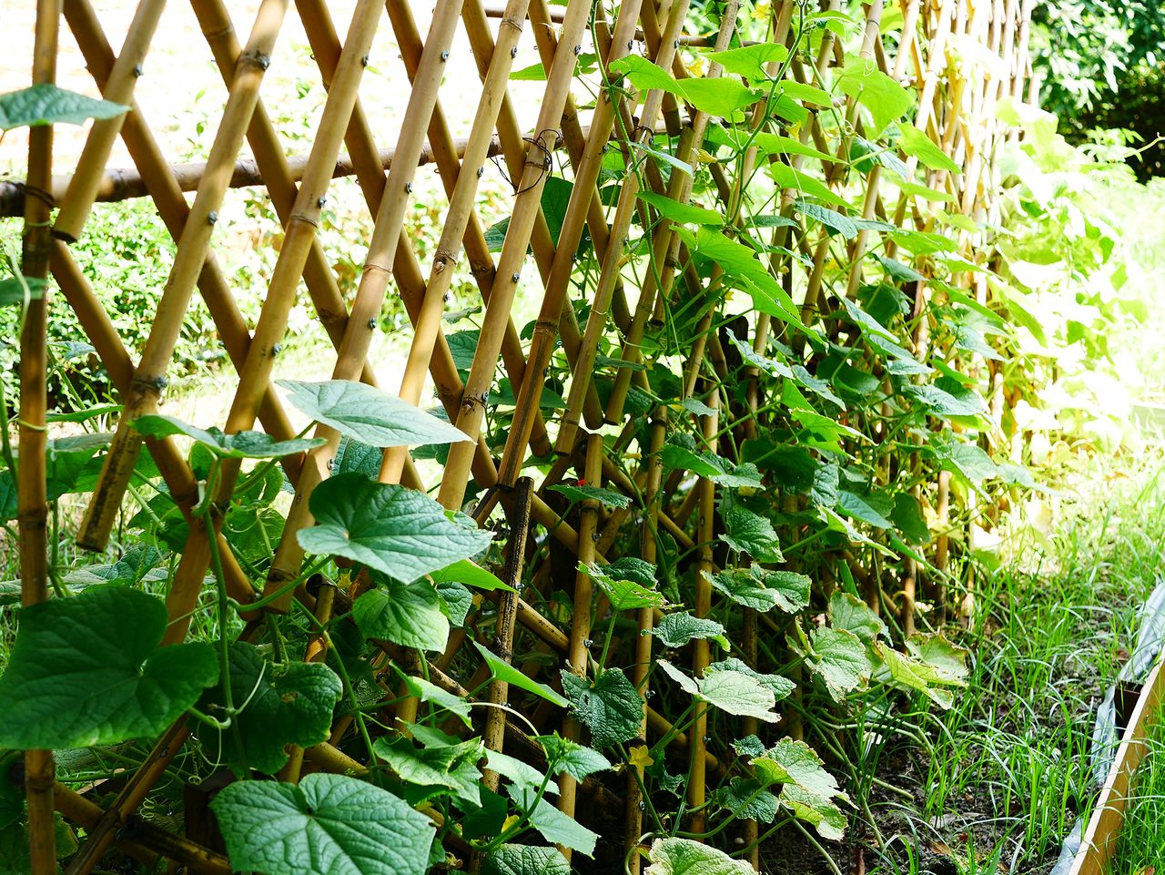 cucumbers growing vertically on a trellis
