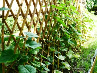 cucumbers growing vertically on a trellis