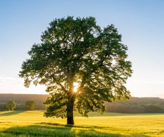 Sycamore tree standing in a green field