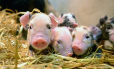 Piglets