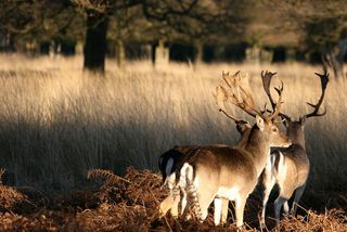 Deer in Richmond Park (Photo: Keven Law/CC2.0)