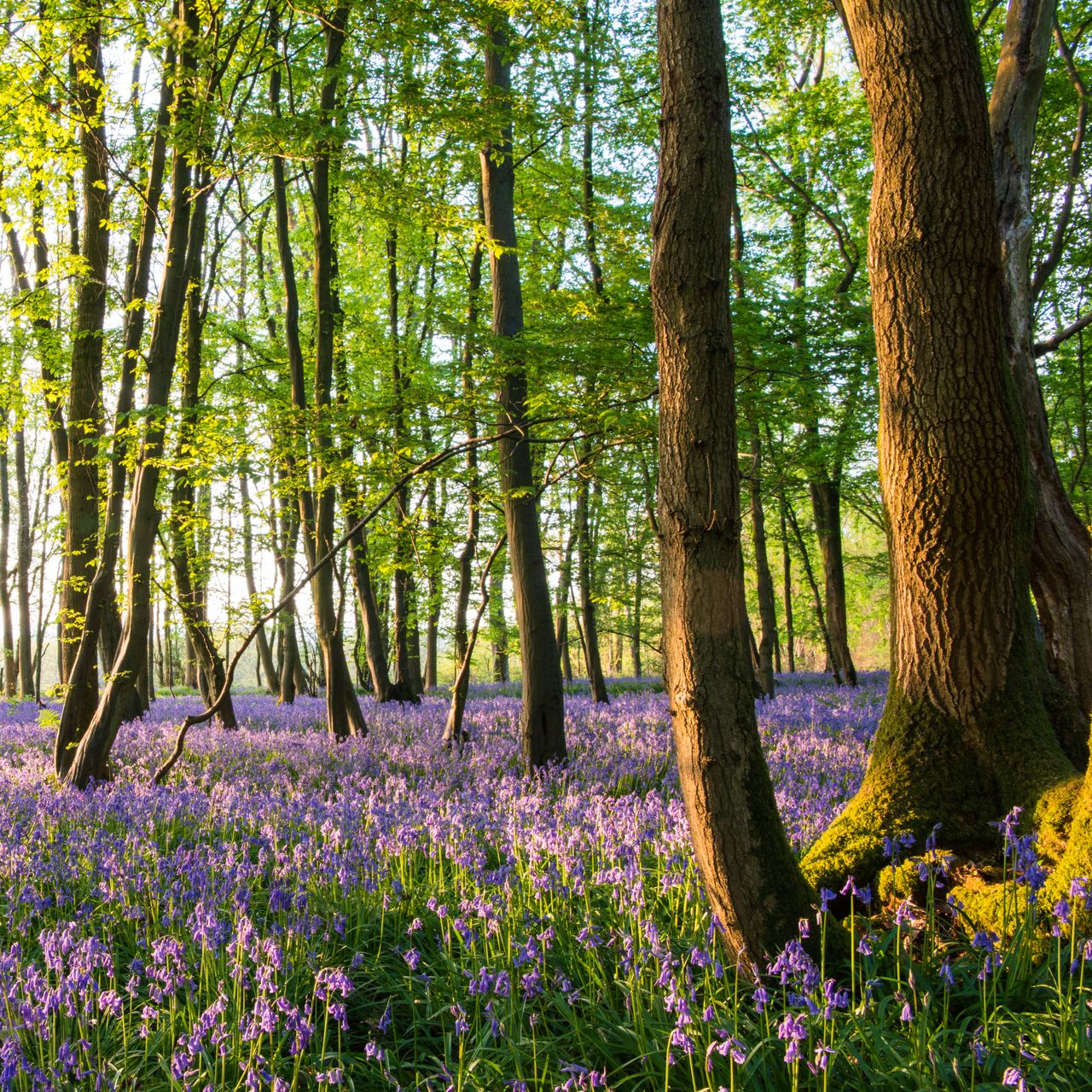 “I Created A Forest For Free” – A Gardening Writer Shares How She Planted 250 Trees Without Buying A Single One