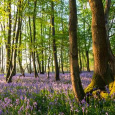 Beech tree forest with flowers on forest floor