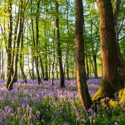 Beech tree forest with flowers on forest floor