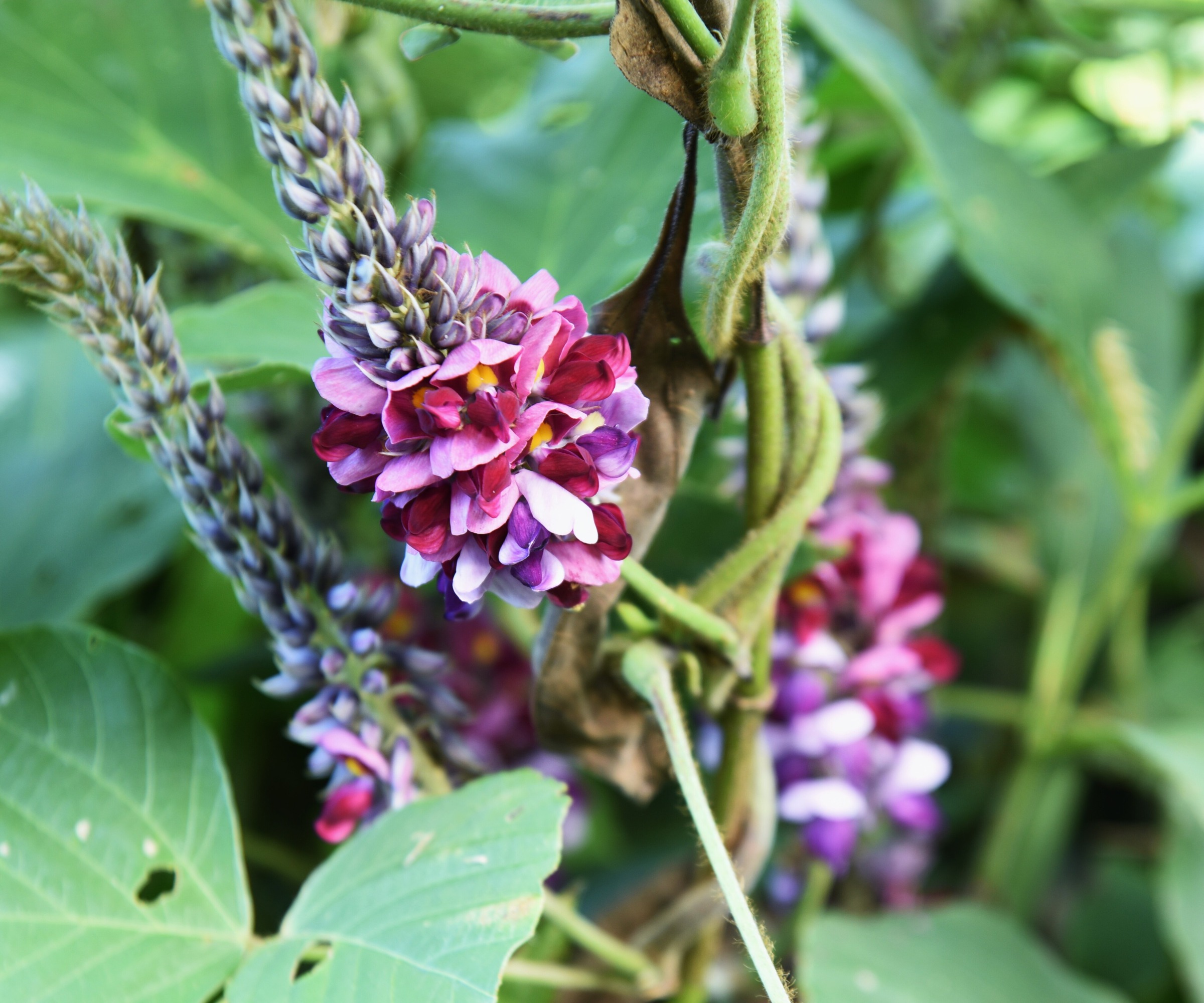 close up of Zudzu vine