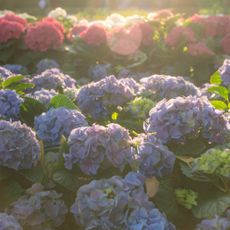 Blue and pink hydrangeas in sun and shade