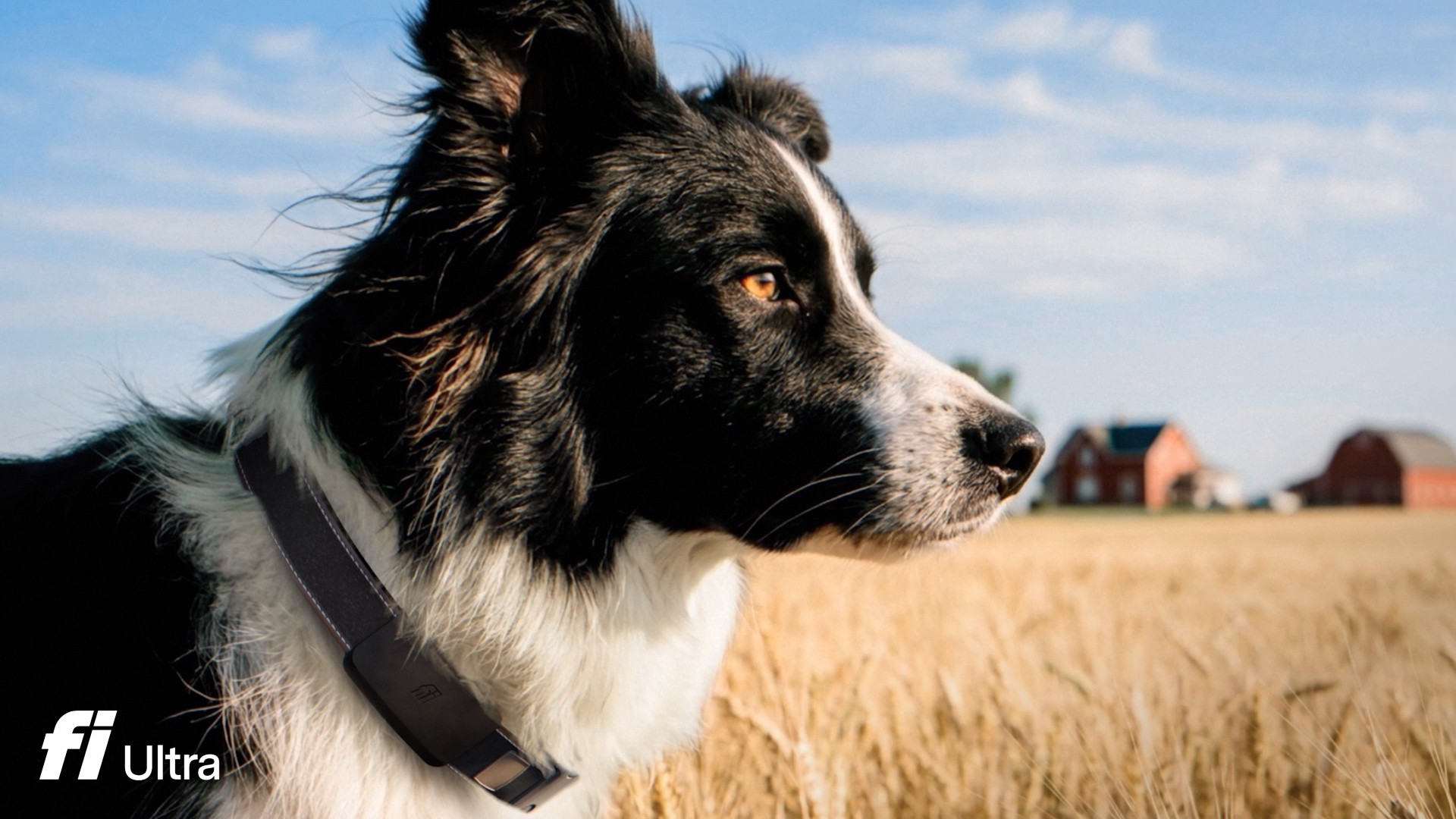 A close-up profile of a black and white Border Collie wearing a sleek black collar, looking out over a golden wheat field with a farmhouse in the background.