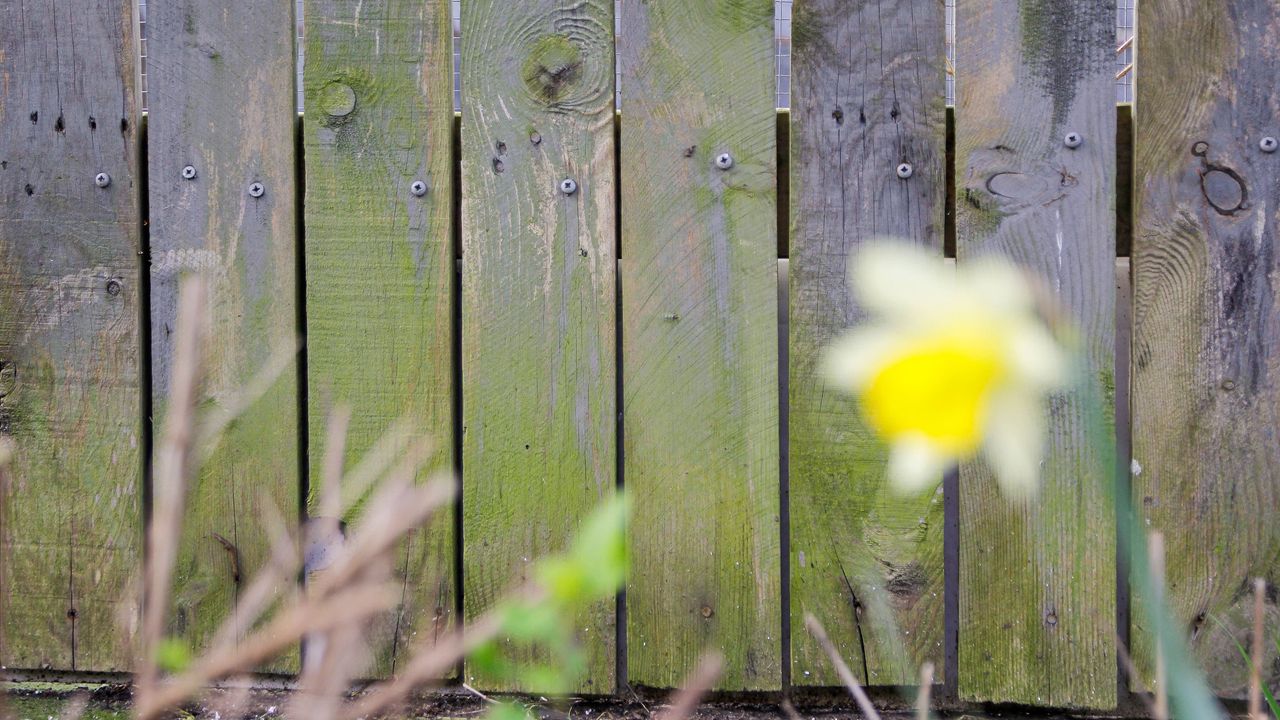 Wooden fence with green algae