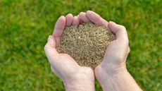 Two hands cupped together, holding a pile of grass seed with lawn in background