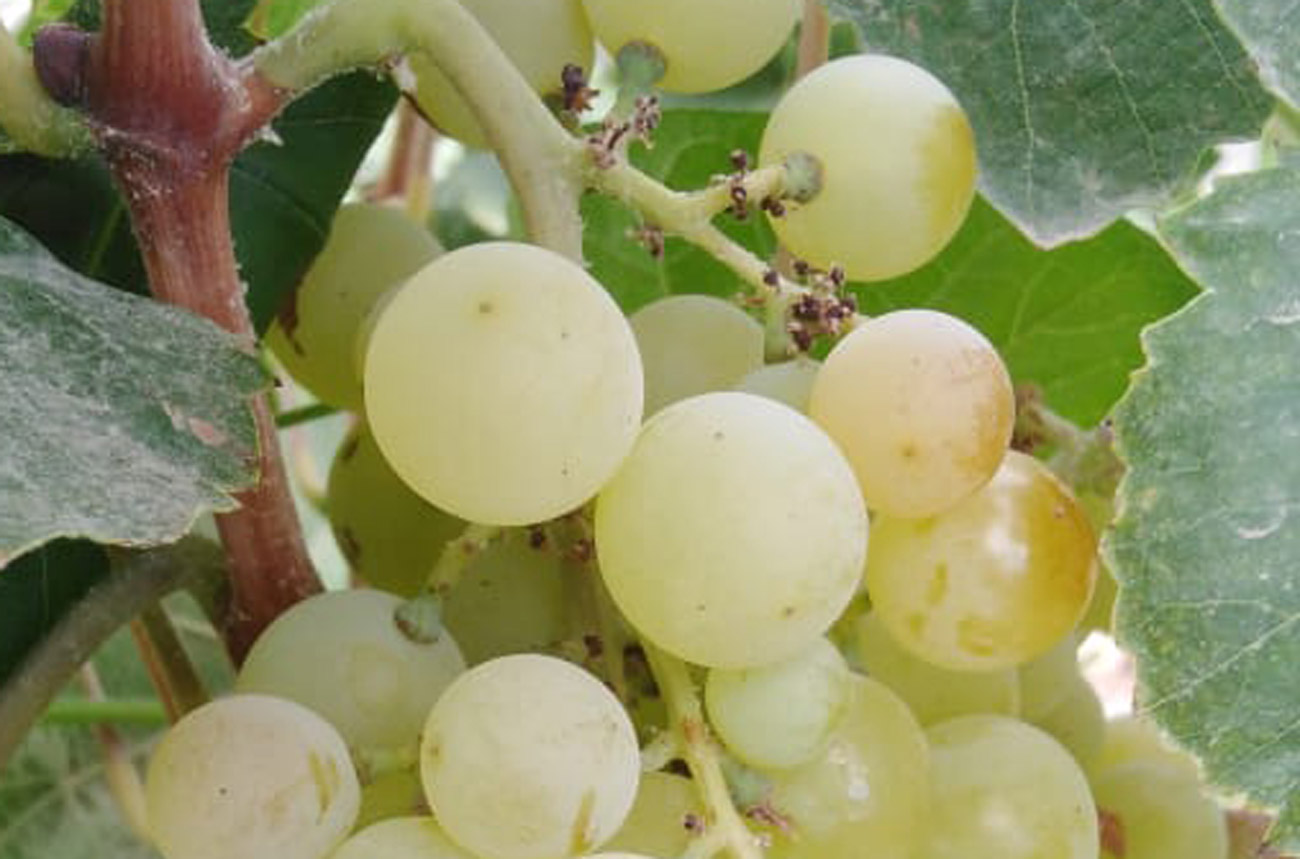 White grapes hanging on a grape fine