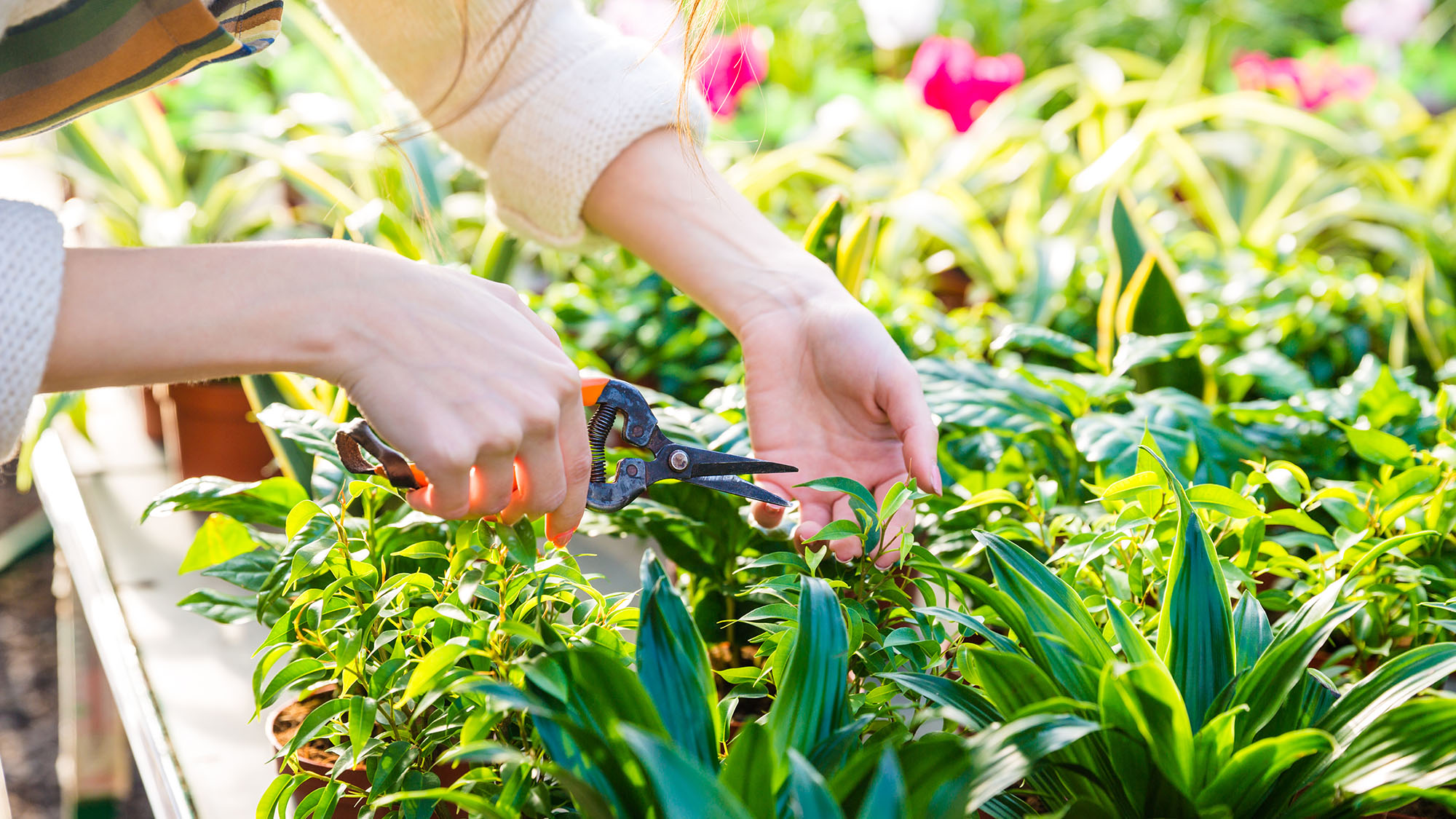 Closeup of hand of woman gardener trimming plants with pruning shears in garden center