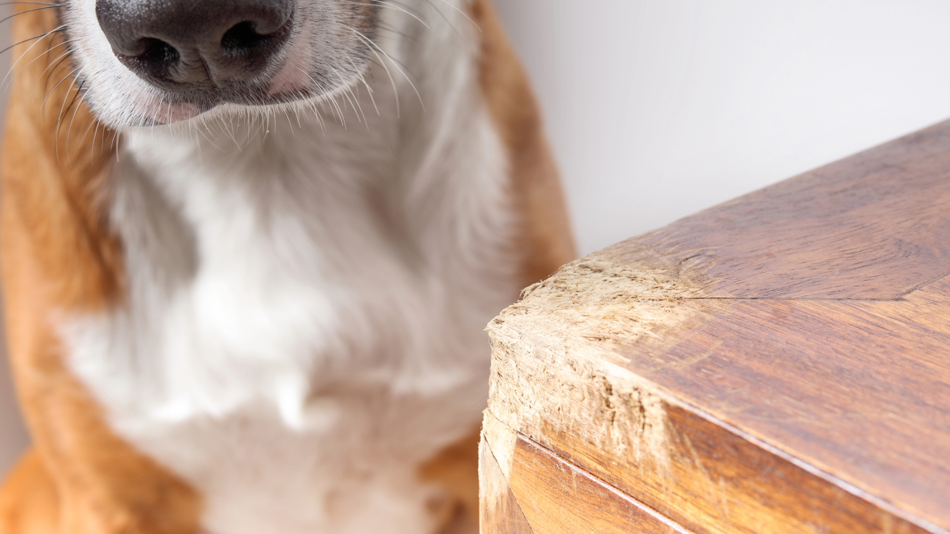 A dog next to some chewed furniture