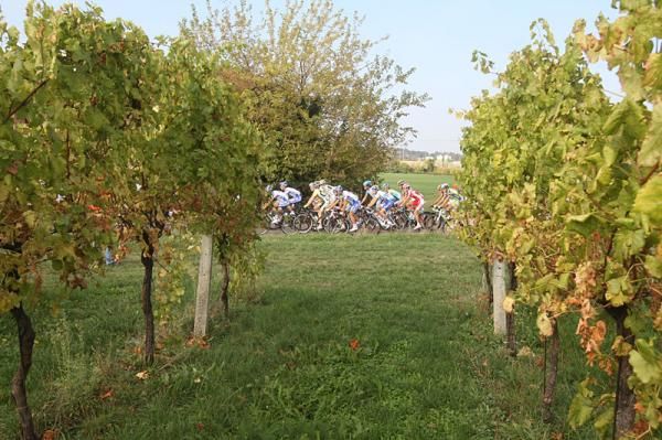 Riders pass vineyards in the GP Beghelli.