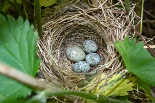 cuckoo egg in nest