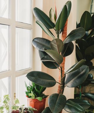 Tall and green ficus in a pot by the window