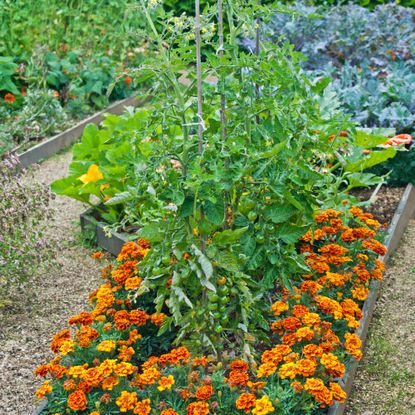 Tomatoes companion planted with marigolds in the vegetable garden