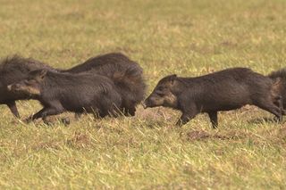 White-lipped peccaries crossing native pasture in the Pantanal.