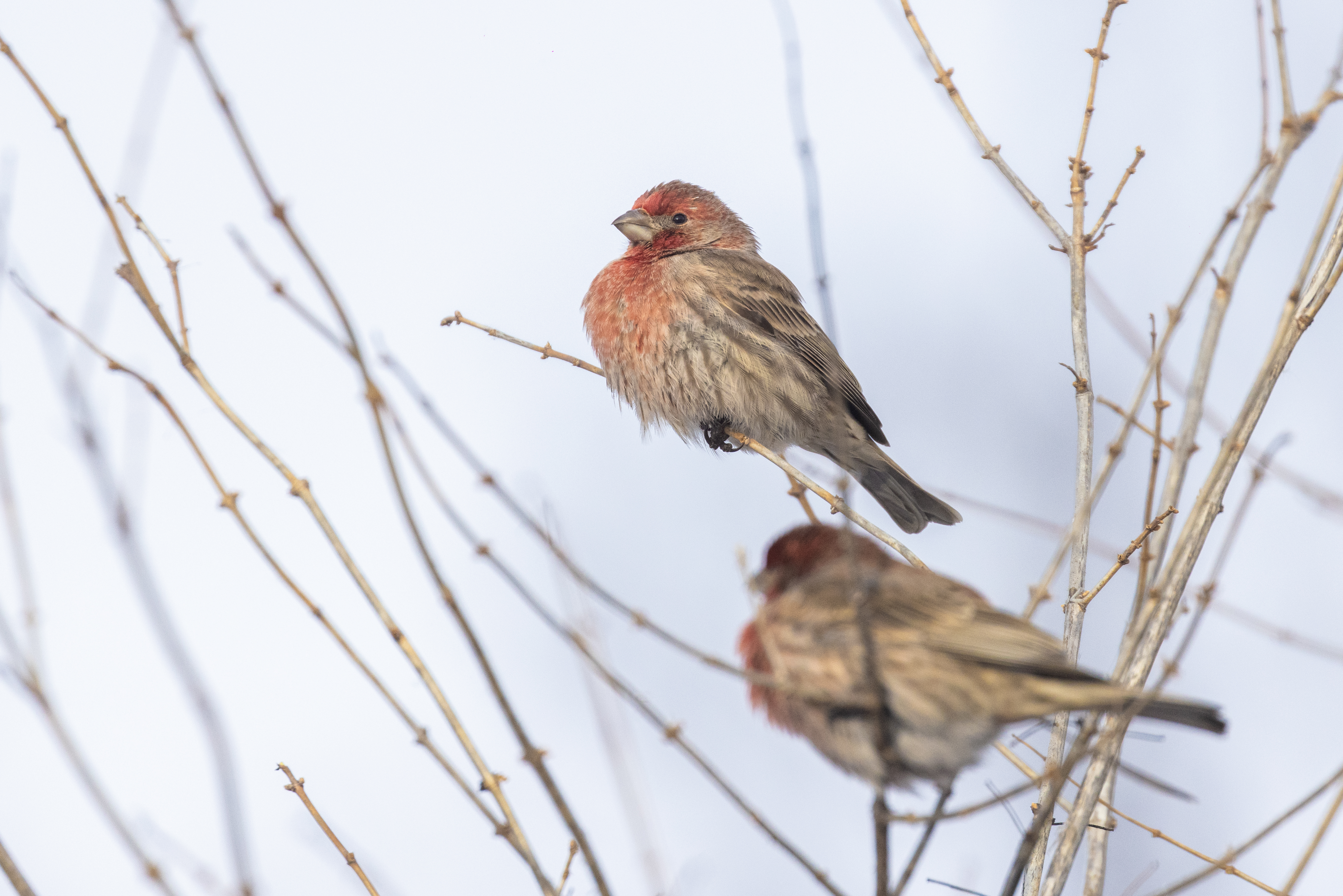 A photo of two house finches on branches in Canada.